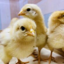 あと2羽‼️コケコッコーの姿までもう少し🥰ピヨピヨちゃんなボリスブラウン🐣