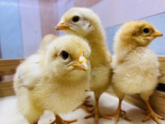 あと2羽‼️コケコッコーの姿までもう少し🥰ピヨピヨちゃんなボリスブラウン🐣