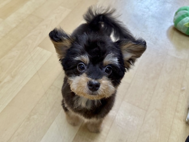 愛嬌たっぷり💗たっくさん甘えるぞぉな僕💛チワプー(チワワ✖️プードル)のミックス犬の男のコきました〜✨