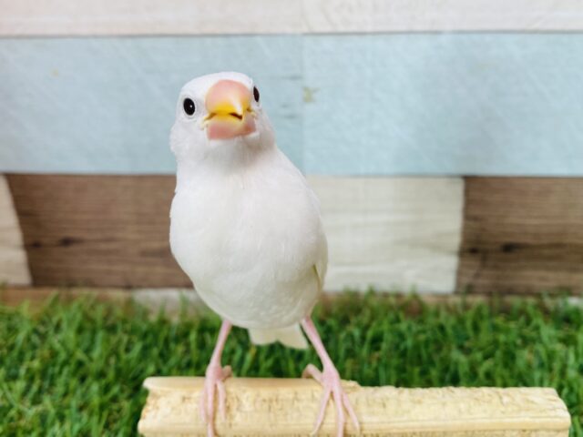 つるんっとした真っ白さん❤️おすまし顔の白文鳥❗️