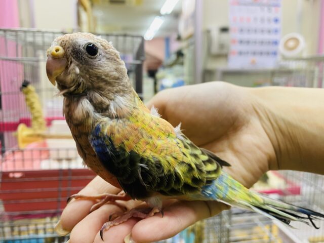 最新画像あります🌟春色満開🌸色鮮やかなローズさん🌹アキクサインコのローズ❣️