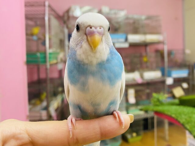 最新画像有ります❗️晴天の青空🌟穏やかな雰囲気のキュートな子🩵セキセイインコのパイド！！