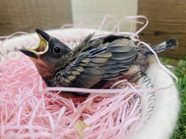 お腹ポンポンになるまで食べちゃうよ〜‼️桜文鳥ちゃん🌸