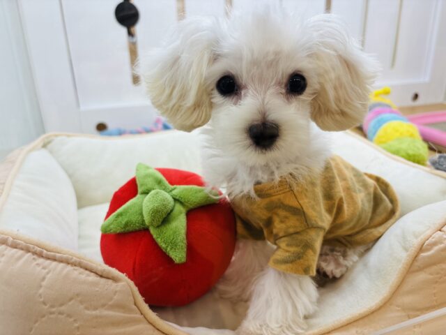 超ホヤホヤ最新画像✨僕の可愛さで虜にしちゃうぞ♥ミックス犬くん(マルチーズ×トイプードル)
