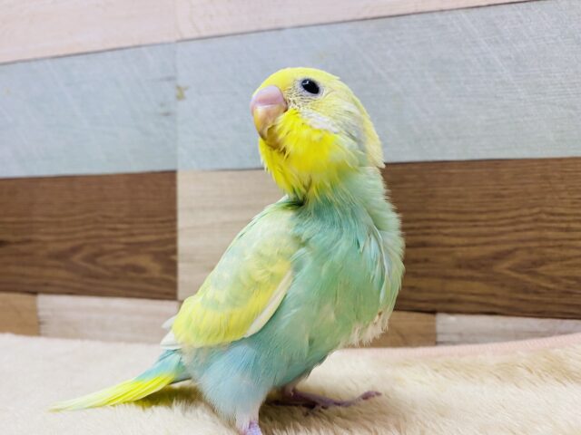 最新画像有ります❗️あわ〜いグリーンが美しすぎます🤩✨セキセイインコのパステルカラーレインボー❣️