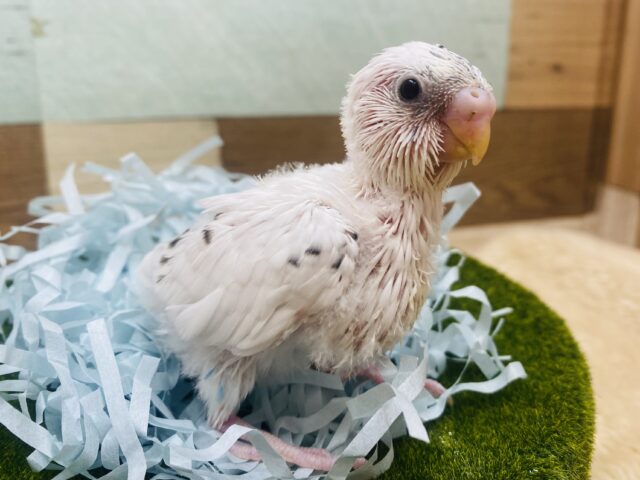 ごまが少なめごま塩ちゃん💕セキセイインコの白ハルクイン✨