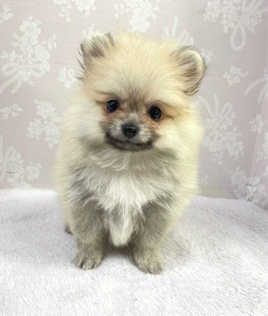 🥰ポメスマイル꒰ ՞•ﻌ•՞ ꒱ポメラニアン(ウルフセーブル)💗女の子💗2025年3月15日生まれ