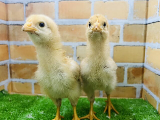 赤玉の王者❗️再来！！！ボリスブラウンのヒヨコっぴ♡🐣