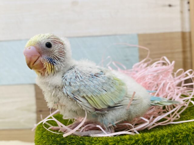 キラキラ輝く淡いブルー✨わたわたちゃんのセキセイインコのパステルレインボー🌈