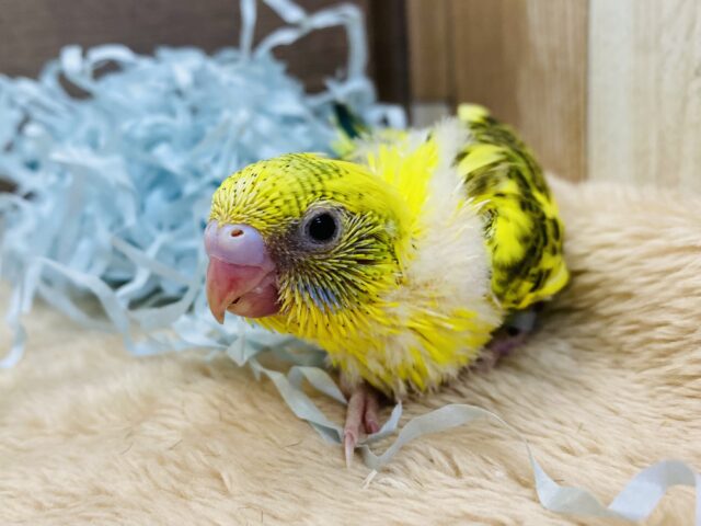 キリッとしたお顔つきのイケメンさん😎✨黒が多めの黄ハルクイン！！