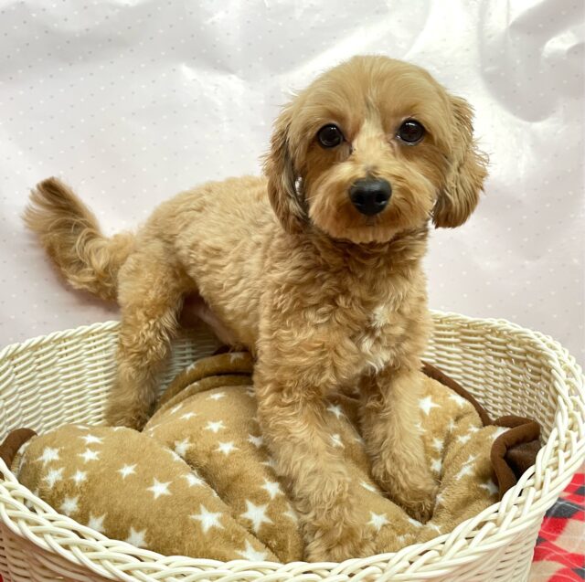 🐾やんちゃBOY✨️ハーフ犬(マルチーズ✖️トイプードル)男の子2024年1月19日生まれ