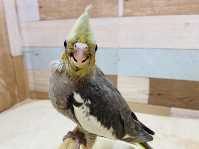 最新画像有ります❗️キラキラお目々な美形さん✨オカメインコノーマルカラー