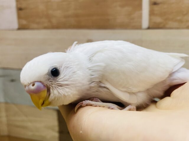 最新画像有ります😊うっすらブルーがチャームポイント⭐️美白なセキセイインコのダブルファクター❣️
