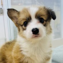 僕の可愛さで目からハート出まくりになるよ♥コーギーくん！