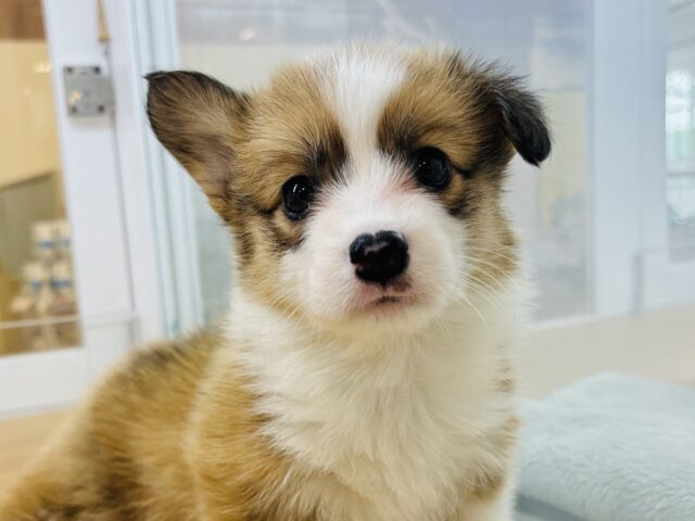 僕の可愛さで目からハート出まくりになるよ♥コーギーくん！