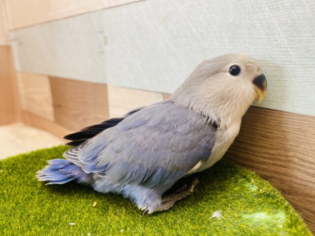 最新画像有ります✨高級感漂うお上品さが素敵ですっ🤩コザクラインコのバイオレット❣️