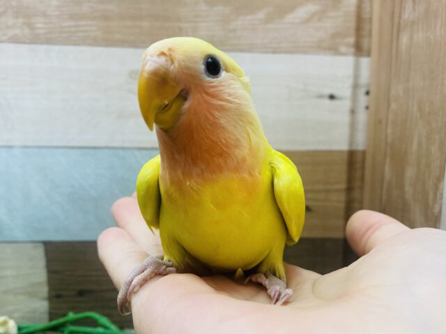 最新画像有ります🌟派手派手カラーで明るく照らしちゃうよ‼️優しいお顔のコザクラインコ（ゴールデンチェリー）❤️