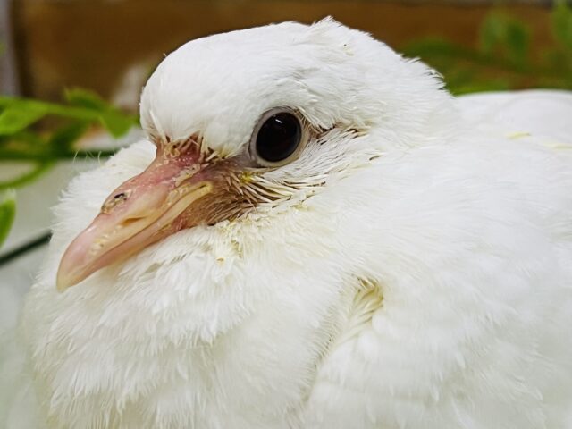 待ってました‼︎純白ポッポーきゅるるん♡ギンバトの雛入舎です！