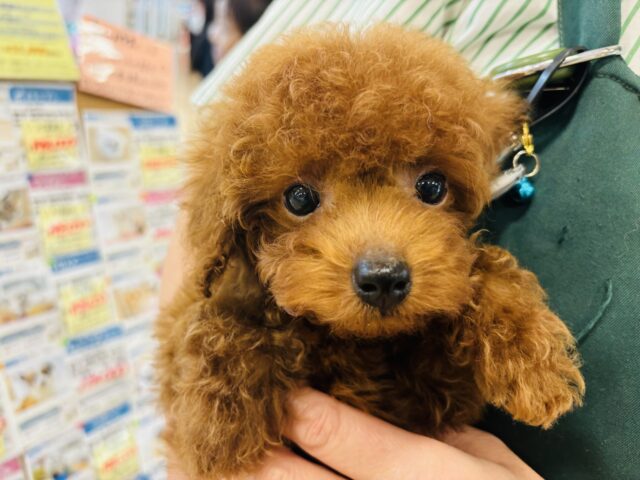 ムニっとした口元がチャームポイント💘トイプードルくん！