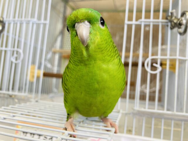 花萌葱🍃🫧美しくかわいい手乗りサザナミインコさん💟