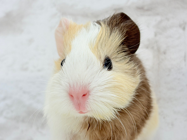 甘い甘いミルクチョコレート🍫💖イングリッシュモルモット(男の子)