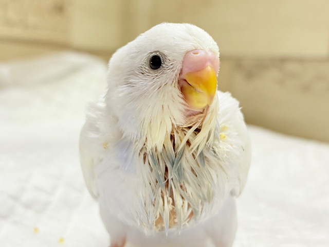 たくさん食べるよっ♬*°セキセイインコ(ダブルファクター) ヒナ
