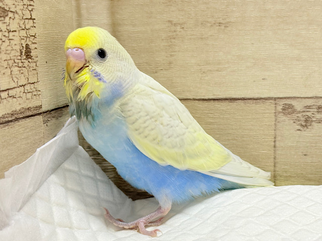 アピール力なら負けないぞ〜！！セキセイインコ(パステルレインボースパングル)