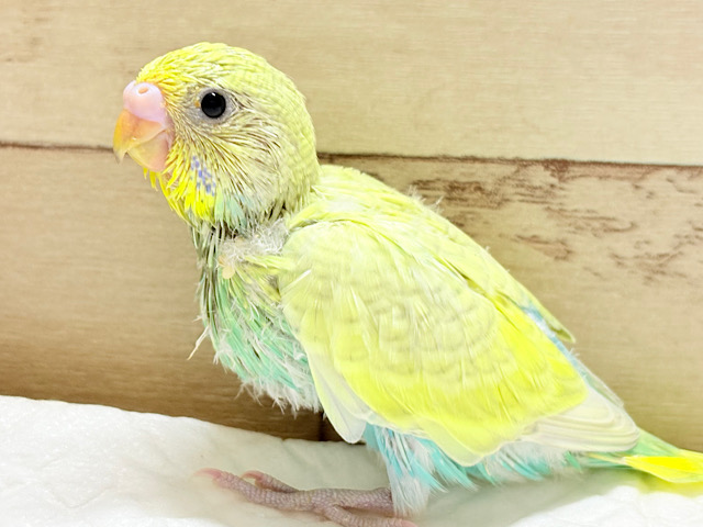 フレッシュ🍈果実💖セキセイインコ(パステルカラーレインボースパングル) ヒナ