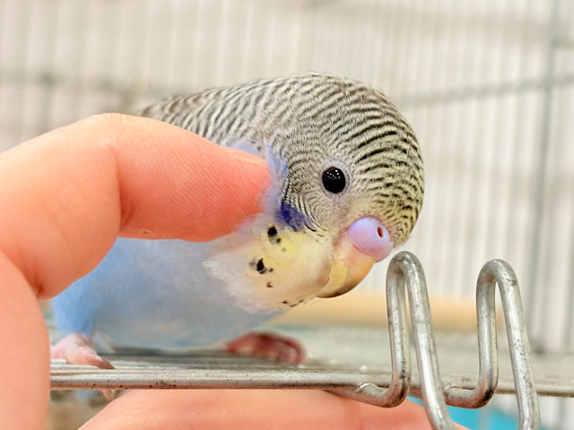 愛嬌たっぷり🐥💖セキセイインコ(イエローフェイスノーマル)