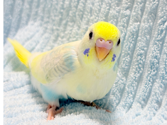 花束みたいなハッピーカラー💐セキセイインコ(パステルカラーレインボーパイド) ヒナ