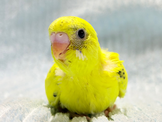 背中のポッチ、数えてほしいな♬セキセイインコ(ハルクイン) ヒナ