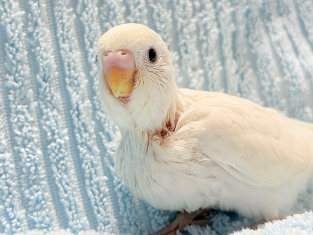 季節外れの雪だるまちゃん…？⛄️セキセイインコ(ダブルファクター) ヒナ