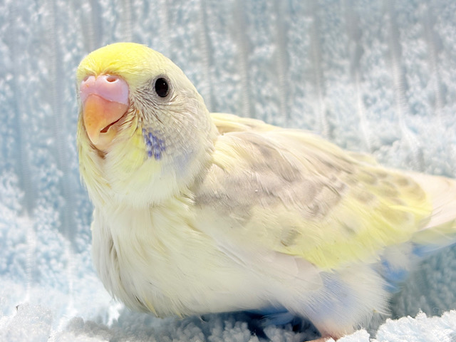 淡々☁️しゃぼん玉🫧セキセイインコ(パステルカラーレインボースパングルパイド) ヒナ