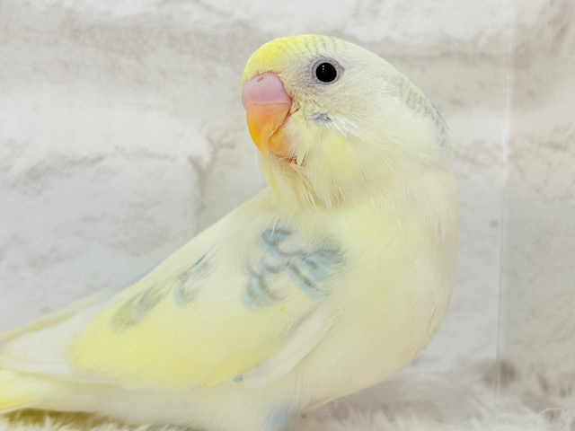 どこに遊びに行こうかなっ♬*°セキセイインコ(パステルカラーレインボースパングルパイド) ヒナ