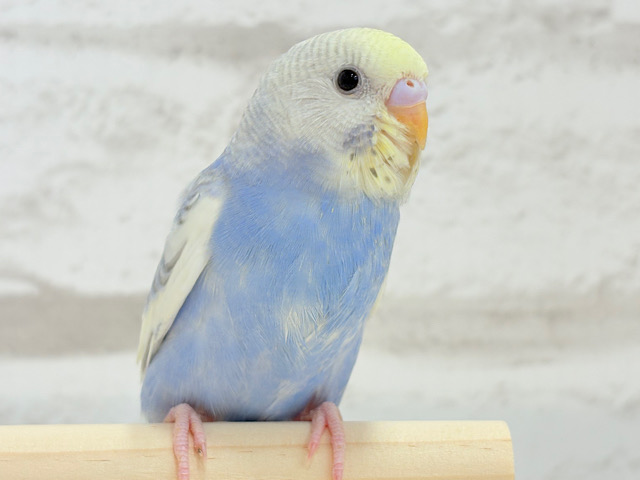 好奇心の赴くままに~♩♩セキセイインコ(パステルレインボースパングルパイド) ヒナ