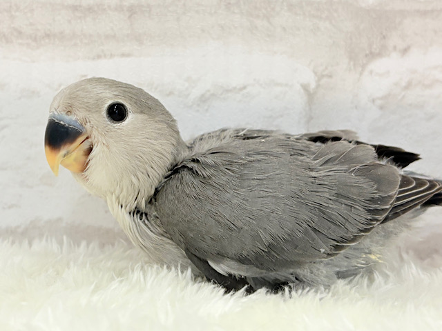 【最新画像更新🪄】大きくなったら遊んでほしいなっ　て思うきょうこの頃～　コザクラインコ　モーブ～～