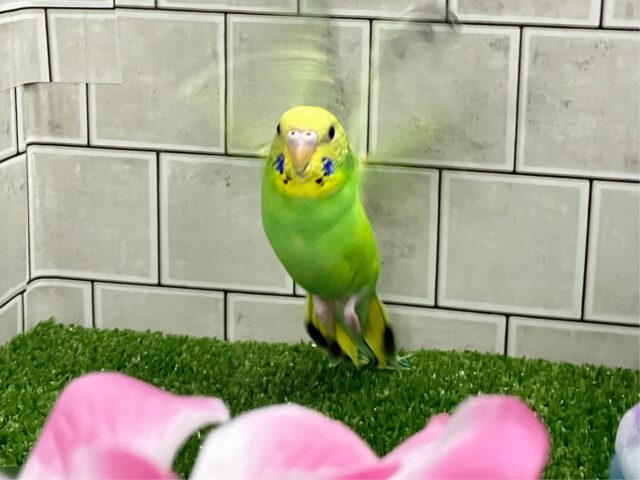 シュババっと参上ｩ❕森で修行チュウ🥷🌳⋆꙳　セキセイインコ(グリーンオパーリン/2025年3がつ生まれ)