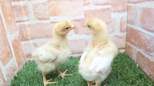 ピヨピヨ🐥🐥ボリスブラウン