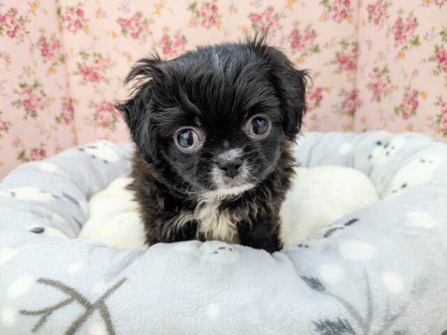 カワウソの赤ちゃんのような?!　ハーフ犬（トイプードル×狆）の女のコ　2025.5/22撮影　