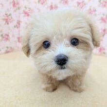 可愛い顔して…オラオラ肉食系女子🔥　ハーフ犬（マルチーズ×トイプードル）の女のコ　2025/5/30撮影