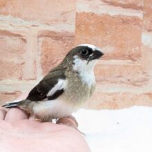 🤎🤍十姉妹🐤１号ちゃん👑