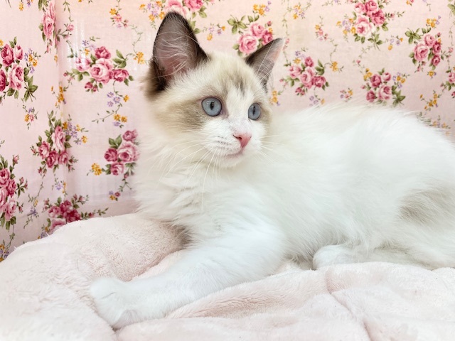 美猫さま降臨☆　ラグドールの女のコ　2025.5/10撮影