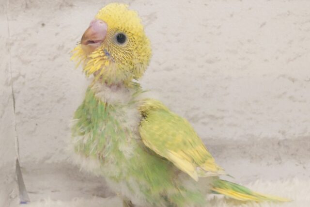 最新画像になります☆　若草カラーの赤ちゃんです🐣🌿セキセイインコ(スパングル) ヒナ