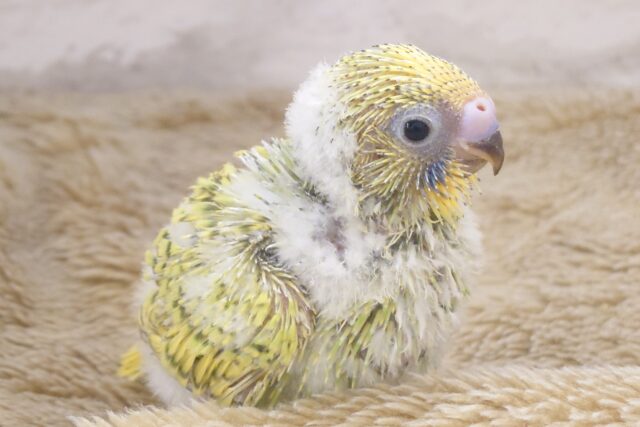 わた毛のコートが似合うヤツぅ～～　セキセイインコ　スパングル～～