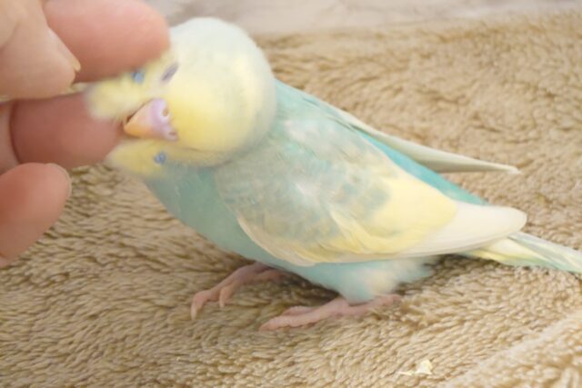 さわやかミント風～と、あまあまチョコチップｶｷｶｷでﾄﾛｹﾏｽ～～☆☆セキセイインコ　パステル系～～