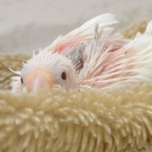 味わってください☆彡　文鳥どりる～～　白文鳥～～