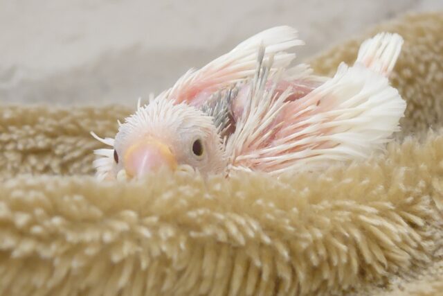 味わってください☆彡　文鳥どりる～～　白文鳥～～