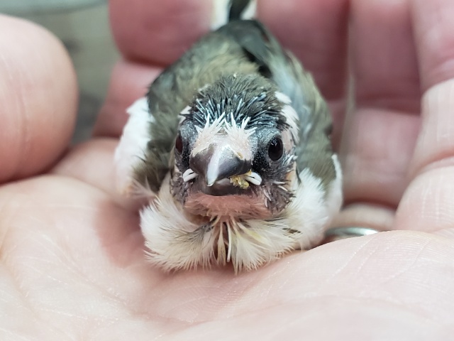 人気のてのり十姉妹入荷です