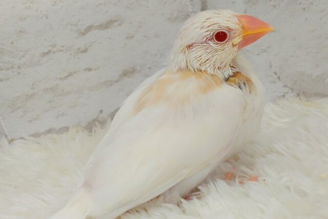 最新画像になります☆　満を持して　とうじょうっ♬　アルビノ文鳥～～