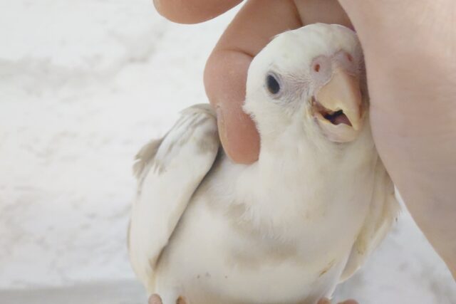 最新画像になります☆　ふんわり柔らか🫧甘いマスクが目印です💫オカメインコ(WFシナモンパイド) ヒナ